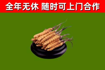 瑞昌市回收散虫草