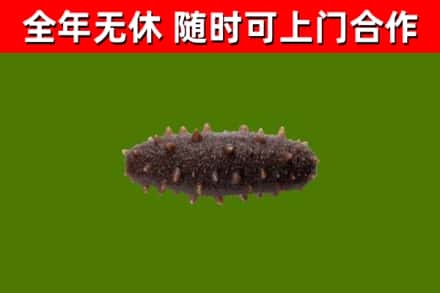 瑞昌市回收海参干